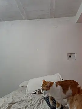 Chat +18 de __Emma__11__Lecat_ ao vivo