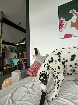 Stella-Kink: διαδικτυακό σόου στην κάμερα