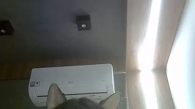 دردشة SkinnyKitten الجنسية المباشرة