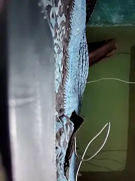 Chat XXX Live Chanchal_pande