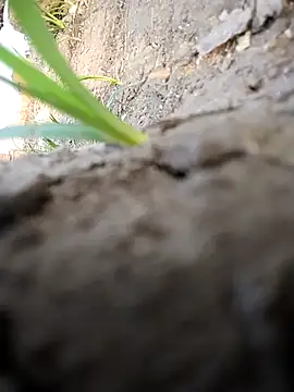 Webkamerová show Jooli_cuty