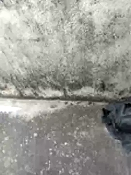 jellydicks Chat XXX live