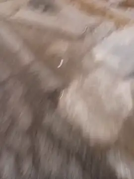 Bebicho14 网络视讯表演