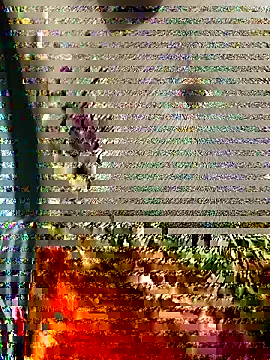 indianbull001のウェブカメラショー