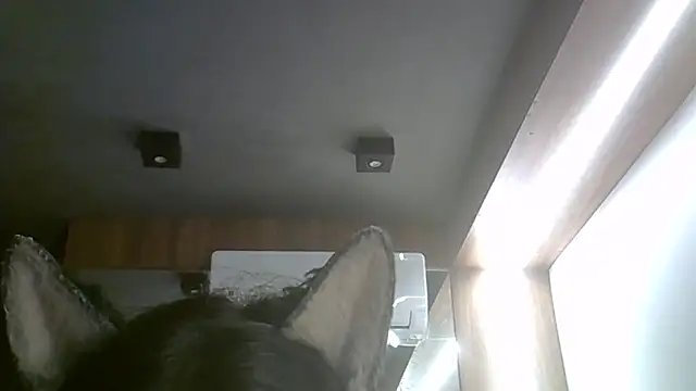 SkinnyKitten: онлайн-секс-чат