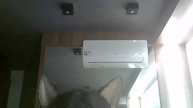 SkinnyKitten 라이브 XXX 채팅