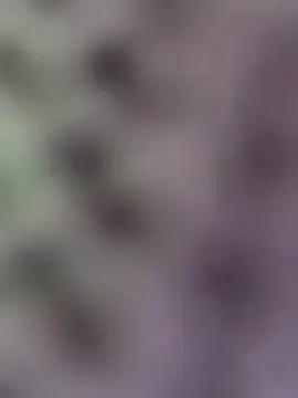 Chat XXX en directo de Hot-Sana2