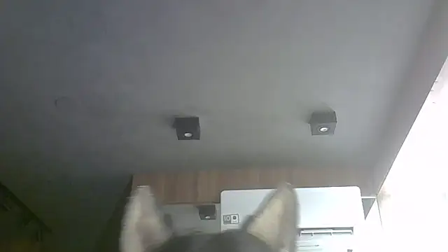 SkinnyKitten: вебкам-шоу