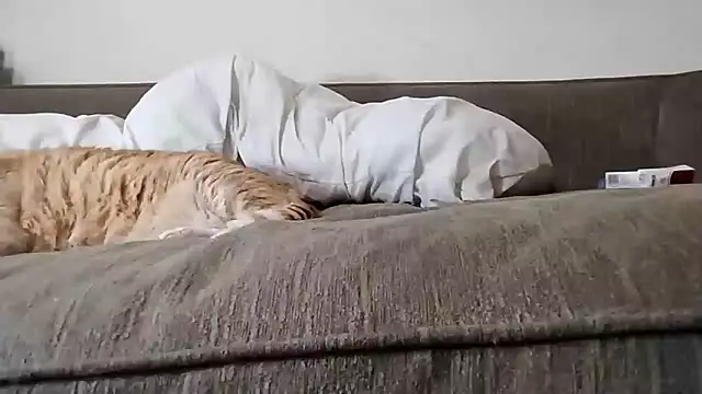 Živý XXX chat 247Srokin