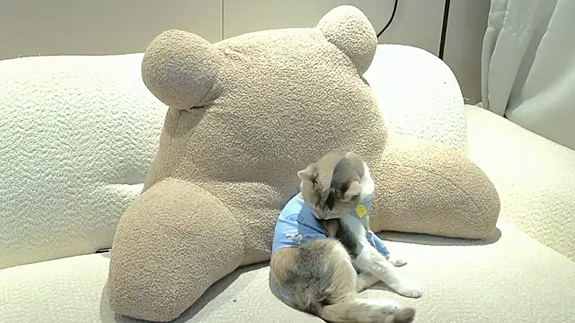 Chat XXX ao vivo de Uizzzqvq3