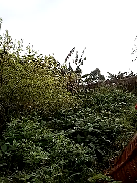 ngan-cute Chat XXX live