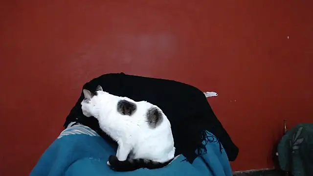 Freyja_eter Live XXX-Chat