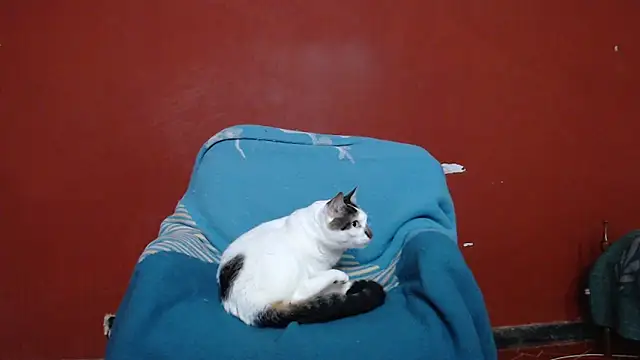 Freyja_eter Live XXX Chat