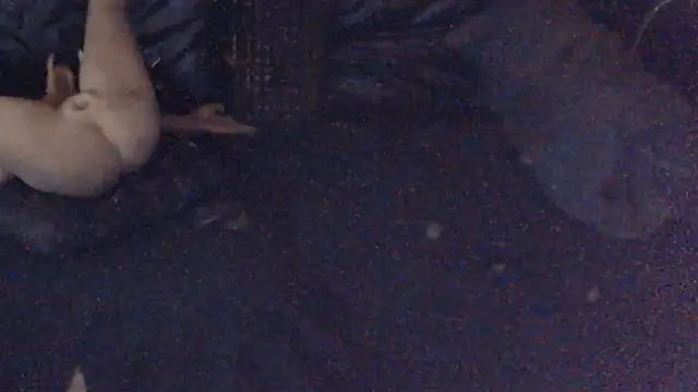 BISLETJE1980 Webcamshow