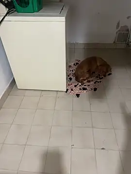 Sembang XXX Secara Langsung carolina16love