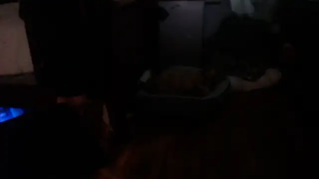 Show Webcam de flexingplexico