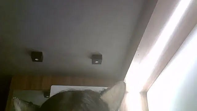 Show de SkinnyKitten na webcam