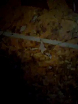 عرض كام CockForPussy1508