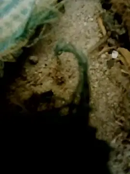 Sharmasamba Pertunjukan Webcam