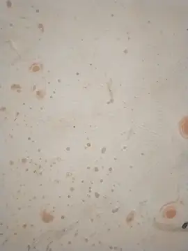 Sapna_baby1 Live XXX-chat