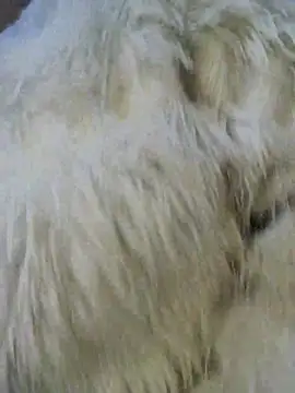 Scarlet_curly8a: απευθείας συνομιλία ΧΧΧ