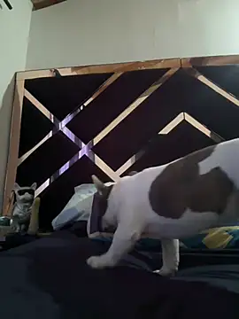 emmyjhonson07 লাইভ XXX চ্যাট