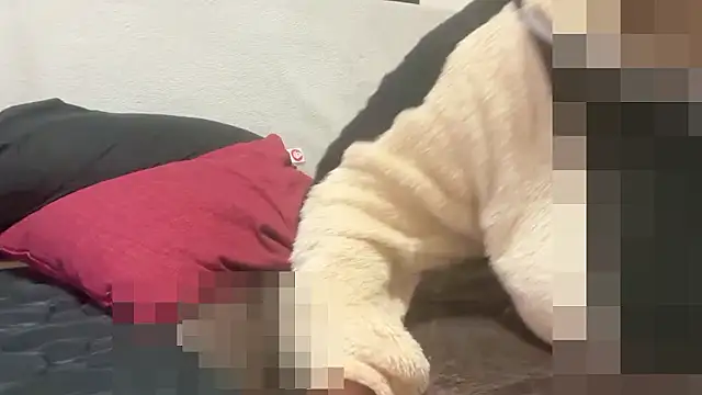 แชท XXX สดของ tubakiaki