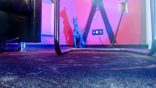 دردشة MonicaMaxwel الجنسية المباشرة