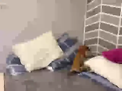 thomass1018 webcam show