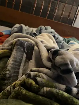 Show de webcam de CollegeBull19