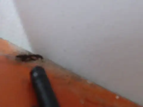 alexam_gal@xh – Naživo XXX chat