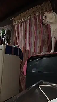 ChanneldelaCroix Webcam-Show