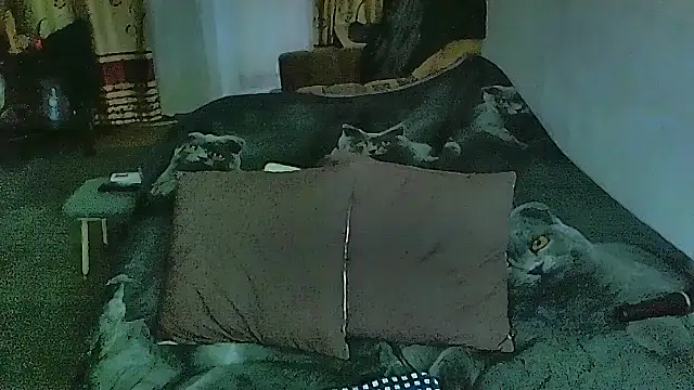 sex2 – Live XXX-chat