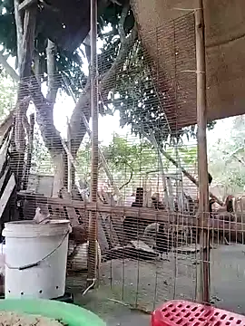 BigBoobs186: διαδικτυακό σόου στην κάμερα