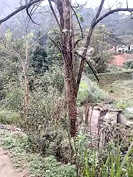 linda_bae00 webcam show