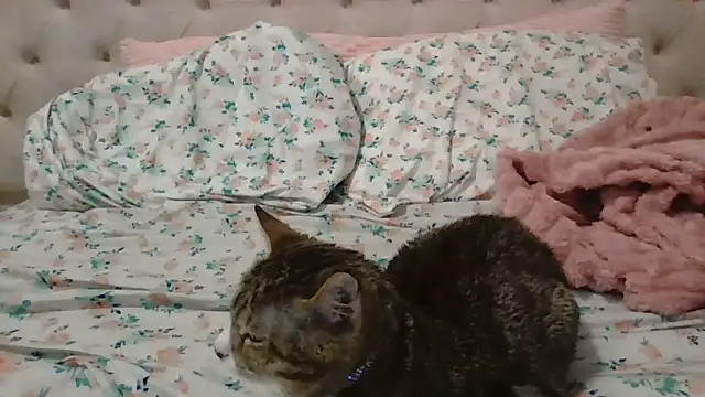 beautylovess live XXX chat