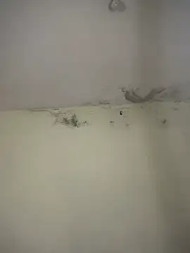 arabayla – webcam-show