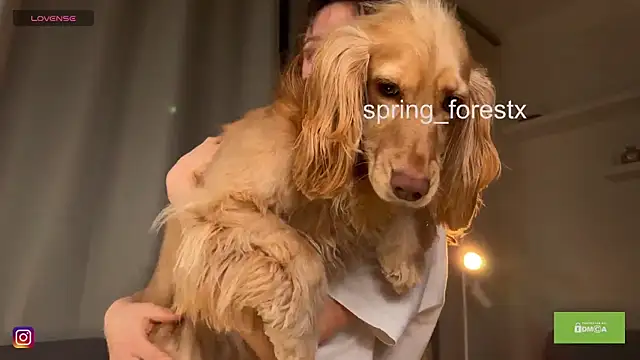 spring_forest's Live XXX Chat