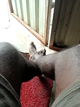 دردشة Tamilpaiyan07 الجنسية المباشرة