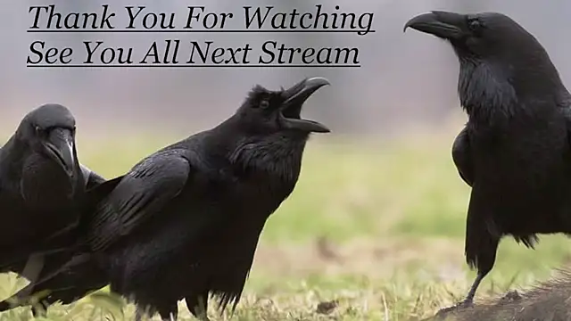 Bigneil222 ওয়েবক্যাম শো