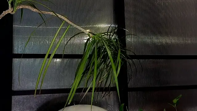 AngelicRice – Live XXX-chat