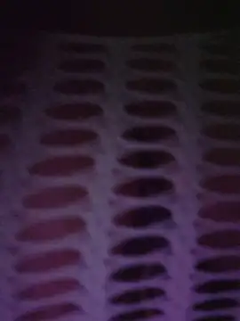 Roma_xxx Live XXX Chat