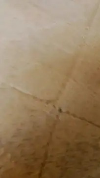 HornyAss_Bitch Webcam Show