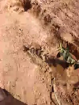 xmanrawan2 라이브 XXX 채팅