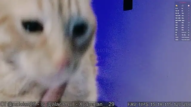 Nalan__ élő XXX-chatje