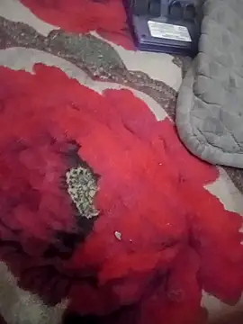 HSexy_Men00 Adlı Modelin Web Kamerası Şovu