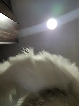 Scarlet_curly8a Chat XXX live