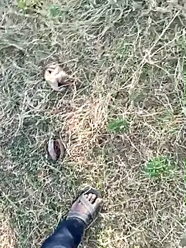 Show modela dolphiinn na web-kameri