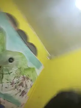 Lovely_apple19 Pertunjukan Webcam