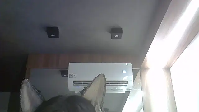 SkinnyKitten 웹캠 쇼